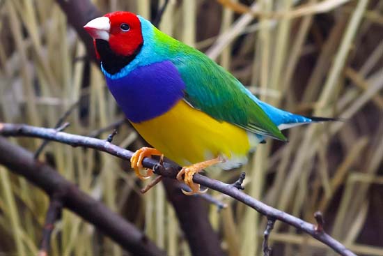 【鸟类之最】-各类鸟类世界吉尼斯纪录，鸟类的世界之最问答？