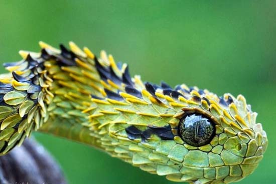 【蛇类之最】-各类蛇类世界吉尼斯纪录，蛇类的世界之最问答？