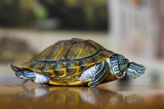 寿命最长的龟