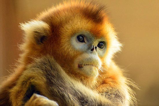 世界上最漂亮的猴子