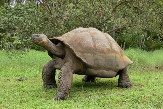世界上寿命最长的龟？全球寿命最长的乌