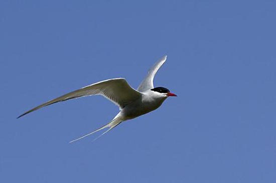 <b>Զ</b>