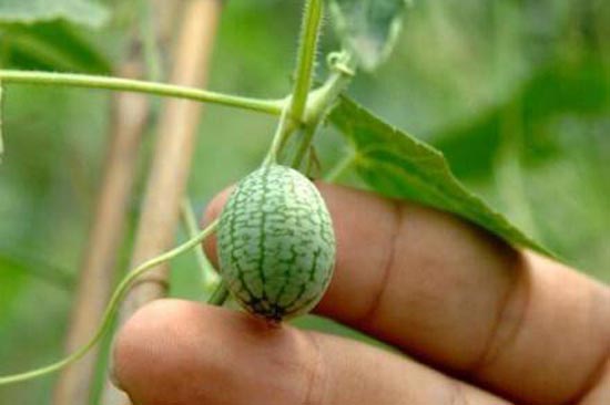 <b>世界上最小的水果</b>