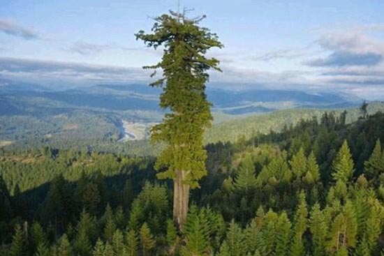 <b>世界上最高的树</b>