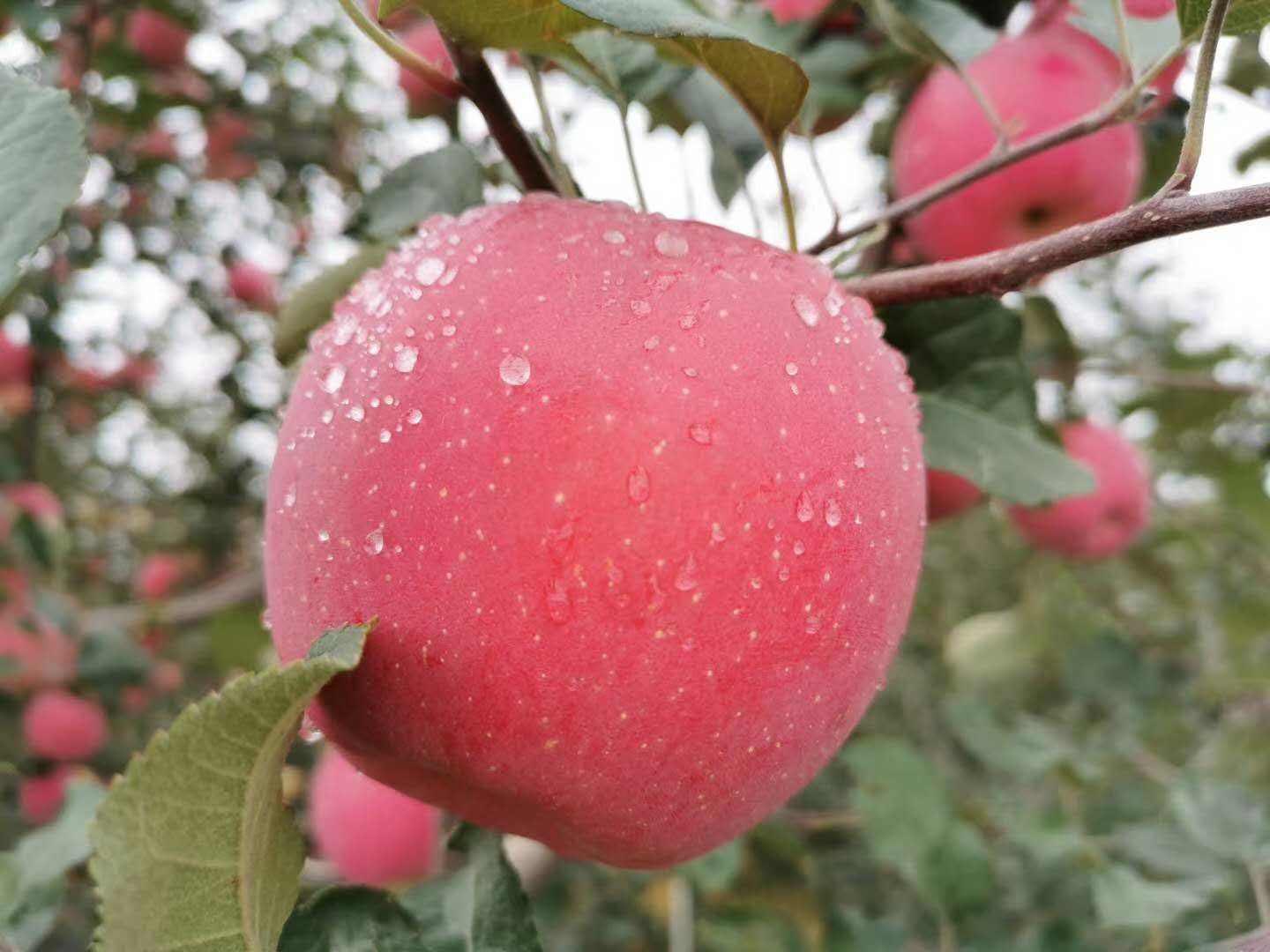 <b>ƽ��ʮ���ز�</b>